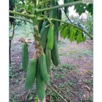 ราคา ต้นมะละกอแก้วกลางดง1ต้นถุงดำเล็กเหมาะตำส้มมีจำกัดราคาถูกที่สุด (18986694097)