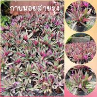 ราคา ต้นว่านกาบหอยสายรุ้งด่าง ขนาด5.5นิ้ว (12471824244)