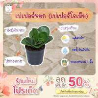 ราคา ไม้มงคล "เปเปอร์หยก" (13175447996)