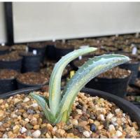 ราคา อากาเว่agave​ americana​ variegated​ (4592667015)