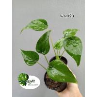 ราคา ต้นนางกวัก นางกวักใบโพธิ์ ไม้มงคล กระถาง 3" (17722121446)