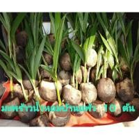 ราคา พันธุ์มะพร้าวน้ำหอมบ้านแพ้ว (3934962585)