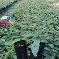 ราคา ต้นกล้ามะขามป้อมต้นละ30 (5194211285)