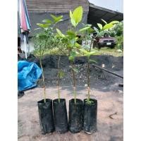 ราคา ต้นมะนาวแป้นพิจิตรเสียบยอด (5145026256)