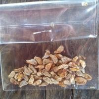 ราคา เมล็ดพันธุ์ตำลึง 65 เมล็ด (2466557973)