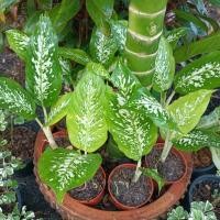 ราคา ช้างเอราวัณตระกูลส่วน้อยประแป้ง (13469924579)