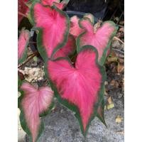 ราคา ตะละแม่กุสุมา บอนสีตับผู้ชนะสิบทิศ บอนพื้นบ้านที่โดดเด่น (22181322091)