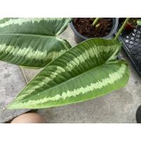 ราคา #กวักพระพรหม#กวัก#ต้นกวักพระพรหมต้นใหญ่สวยมากค่ะ ส่งจริงต้นตามรูปเลยค่ะ (13727690968)