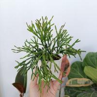 ราคา ริพซาลิสป็อปอาย กระถาง 3 นิ้ว (16168279834)