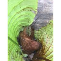 ราคา เฟิร์นกระแต่ไต่ไม้ ปลูกติดง่าย พร้อมส่ง 1 ชุดมี 3 เหง้า ชุดละ 100 (11027445328)