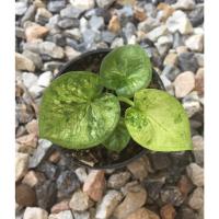 ราคา บอนสี ถกลพระเกียรติ บอนเก่าหายาก (12291335932)