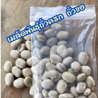 ราคา เมล็ดพันธุ์ถั่วครก ถั่วขอ 25เมล็ดใช้ปลูกเพื่อขยายพันธุ์ (9097077471)