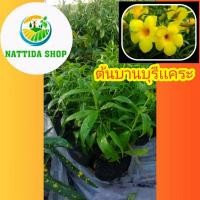 ราคา ต้นบานบุรีแคระ บานบุรี ต้นบานบุรี ถุงชำ 2 นิ้ว (5471240141)