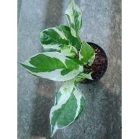 ราคา ต้นพลูงาช้าง#พลูงาช้าง (10555147760)