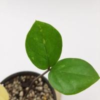 ราคา กวักมรกตด่าง#ไม้ด่าง #กวักมรกตด่าง #กวักมรกต #กวักมรกต #zamioculcaszamiifolia #zzplant ไม้ฟอกอากาศ ไม้มงคล (8967613444)