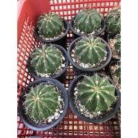ราคา เมโล (melocactus) 3 ต้น 100บาท (8505917261)