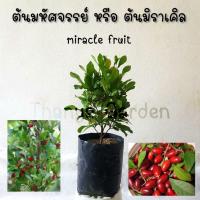 ราคา N34 ต้นมหัศจรรย์ หรือต้นมิราเคิล (7438282052)