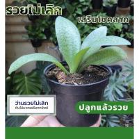 ราคา รวยไม่เลิก พร้อมกระถาง ต้นไม้มงคล ต้นรวยไม่เลิก ไม้มงคล ปลูกในร่ม ชื่อมงคล (17762088118)