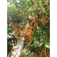 ราคา ต้นพันธุ์ มะไฟ ต้นละ 39 บาท (23580980039)