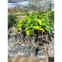 ราคา ต้นละไมเสียบยอดพร้อมปลูก (6255625418)
