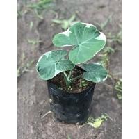 ราคา ต้นถุงเงินถุงทอง ถุง6 นิ้ว (17562142076)