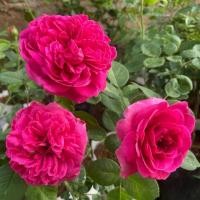 ราคา กุหลาบเลื้อยสีชมพูเข้มดอกหอมดอกใหญ่ (4737144516)