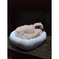 ราคา ตุ๊กตาแมวหายใจได้ ลายวิเชียรมาศ (7758646445)