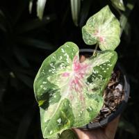 ราคา บอนสีขุนไกร มี2ต้นนะคะ #บอนสี (12121813657)