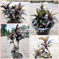 ราคา เทียนมหาลาภไม้มงคล สูง 30 ซม. 400 g. (7671408459)