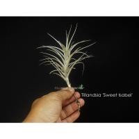 ราคา Tillandsia 'Sweet Isabel' #tillandsia #ทิลแลนเซีย #airplant #bromeliad (20078270500)