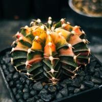 ราคา ยิมโนด่าง LB2178 Hybrid ไม้เมล็ด (4042295552)