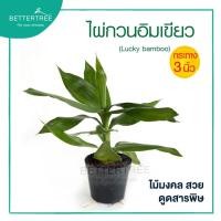 ราคา ไผ่กวนอิมเขียว กระถาง 3 นิ้ว Lucky Bamboo ไม้มงคล ไม้ฟอกอากาศ (20486193793)