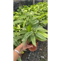 ราคา #คล้าวิททาทา #Calathea #Vittata #คล้าขุมทรัพย์ กระถางหลายต้น (23469108706)