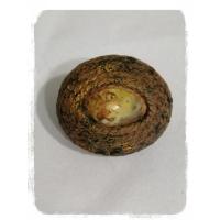 ราคา เบี้ยแก้ถักเชือกเก่า... แก้สิิ่งชั่วร้าย​ เสนียดจัญไร (3633034458)