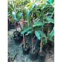 ราคา มะม่วง"อกร่องพิกุลทอง" (14933429229)