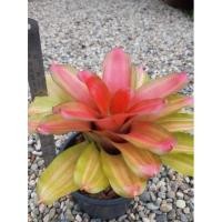 ราคา #ขายสับปะรดสีนีโอ ออเรนจ์โกลด์ (Neo.Orange Gold) ต้นละ 150 บาท (20913781447)