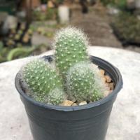 ราคา รีบูเทีย แคคตัส (Rebutia) (กระบองเพชร) (3576749031)