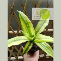 ราคา A044.ต้นวาสนาราชินี ต้นวาสนา ต้นไม้มงคล ปลูกในบ้าน เสริมโชคลาภ เสริมวาสนาบารมี (8277038411)