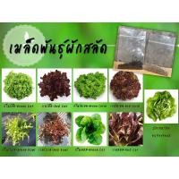 ราคา เมล็ดพันธุ์ผักสลัด Lettuce Organic Seed กรีนโอ๊ค เรดโอ๊ค กรีนโบลว์ เรดโบลว์ กรีนคอส เรดคอส บัตเตอร์เฮด (5334875110)