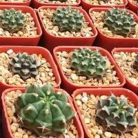 ราคา ยิมโนคาไลเซียม (Gymnocalycium)แคคตัส กระบองเพชร ไม้เล็ก (288224142)