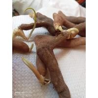 ราคา หัวพันธุ์ต้นดองดึง สำหรับเพาะปลูก (23755021334)