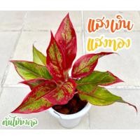 ราคา ต้นแสงเงินแสงทอง/แก้วกาญจนา (Aglaonema)/ต้นไม้มงคล (6344113893)