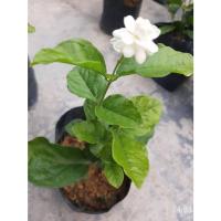 ราคา JASMINUM SAMBAC GRAND DUKE OF TUSCANY REAL LIFE PLANT HIGH FRAGRANCE FLOWER ANAK POKOK HIDUP JASMINUM SAMBAC GRAND OF T (20933238854)