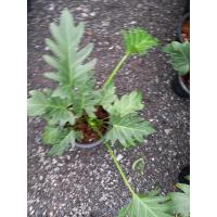 ราคา ซานาดู ไม้ฟอกอากาศ ตกแต่งบ้าน (17673054349)