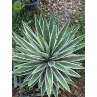 ราคา ต้นอากาเว่ STAR ดาวกระจาย (22261698094)