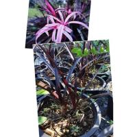 ราคา ต้นพลับพลึงแดงแคระกระถาง6" (9108487580)