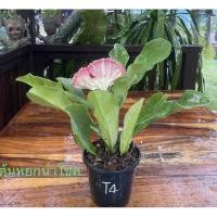 ราคา ต้นหยกนำโชค ไม้มงคลเรียกโชคลาภ (10426577311)