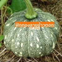 ราคา เมล็ดพันธุ์ ฟักทองลายข้าวตอก 12 เมล็ด (9615371273)