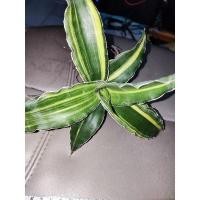 ราคา ลิ้นมังกร Sansevieria Kismayo ด่างสวยมาก (19827205674)