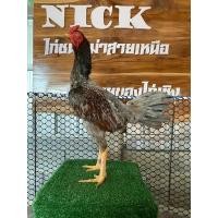 ราคา ไข่ไก่ชนพม่า ไข่เชื้อ ขายเป็นชุดเฉลี่ยฟองละ65฿”พ่อพันธุ์เจ้าบรอนเงิน” (14481843617)